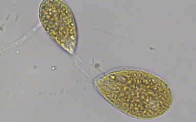 Fioritura anticipata della microalga Ostreopsis ovata nella Baia di Santa Teresa