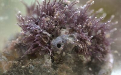 Ellisolandia elongata: un’alga corallina per combattere il cambiamento climatico