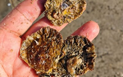 Conoscere per ripristinare: l’ostrica piatta europea nel Golfo di La Spezia